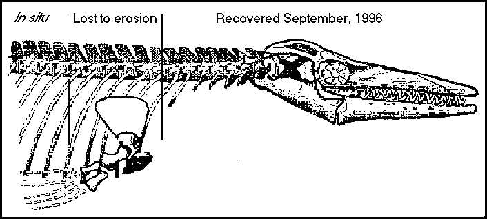 tylo.jpg (42919 bytes)