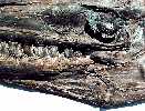 tylo008a.jpg (5250 bytes)