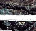 tylo014a.jpg (4453 bytes)