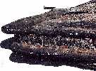 tylo015a.jpg (4675 bytes)