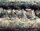 tylo018a.jpg (5376 bytes)