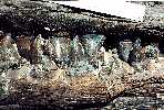 tylo019a.jpg (6437 bytes)