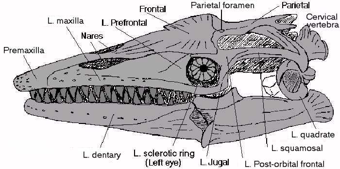 tylodraw.jpg (47738 bytes)