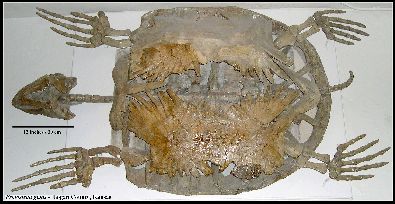 UNSM Prota.jpg (26711 bytes)