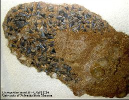 UNSMCretoxya.jpg (21384 bytes)