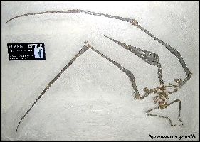 UNSMNycta.jpg (12695 bytes)