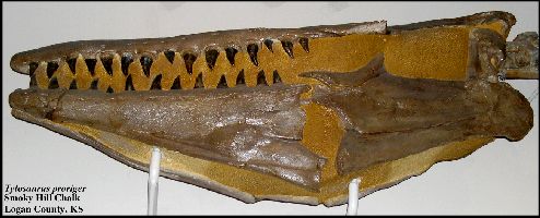 USNM Tylo1a.jpg (28014 bytes)