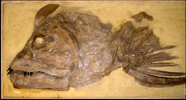 X-Fish_Sp110-31a.jpg (23431 bytes)