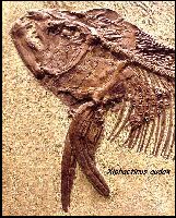 DMNH1667a.jpg (17368 bytes)