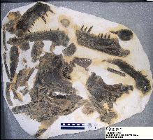 FHSM VP-2973Aa.jpg (17267 bytes)