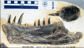 FHSM_VP-2973 JAWa.jpg (25336 bytes)