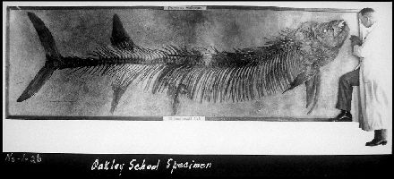 OakleyX-fish3a.jpg (23165 bytes)