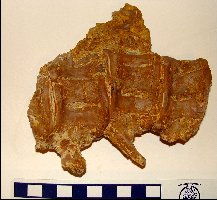 PfeiferX-Fish1a.jpg (14566 bytes)