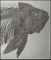 UNSM X-fishb.jpg (11760 bytes)