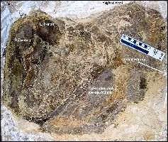 VP16640-3a.jpg (23474 bytes)