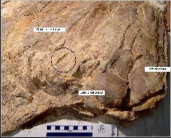 VP16640-5Ba.jpg (21200 bytes)