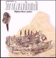 XIPHJUVA.jpg (10693 bytes)