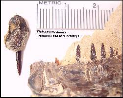 XIPHJUVB.jpg (13580 bytes)