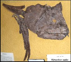 fickno3a.jpg (15225 bytes)