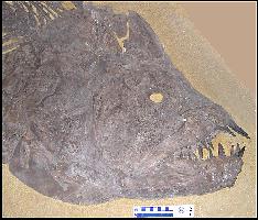 fickxipa.jpg (14370 bytes)
