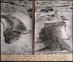 gfs-02a.jpg (18195 bytes)