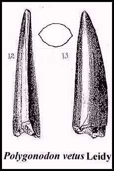 leidy-65.jpg (16287 bytes)