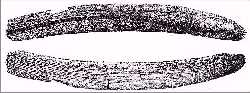 leidy17b.jpg (8204 bytes)