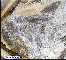 myxipha.jpg (21030 bytes)