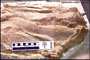 vp-9256x.jpg (25023 bytes)