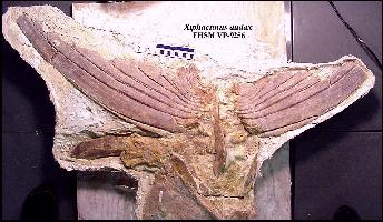 vp-9256y.jpg (21813 bytes)