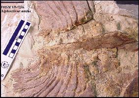 vp-9256z.jpg (22429 bytes)