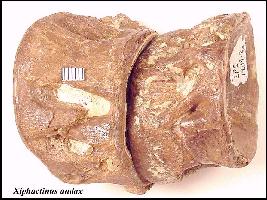 x-vert1a.jpg (18137 bytes)