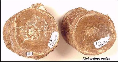 x-vert2a.jpg (22509 bytes)