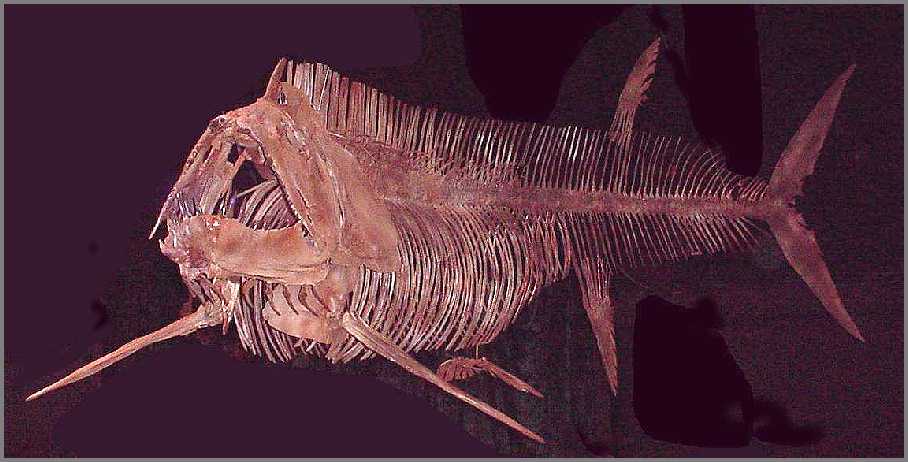 xfish-t1.jpg (55231 bytes)