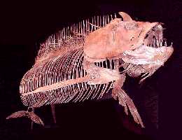 xfish-ta.jpg (9005 bytes)