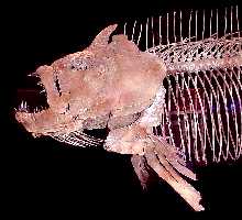 xfish-tb.jpg (9248 bytes)