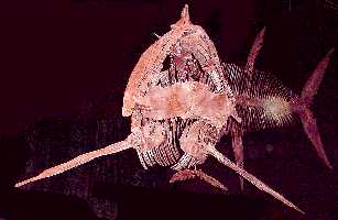 xfish-tc.jpg (9667 bytes)