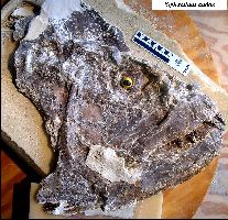 xfish3a.jpg (19792 bytes)