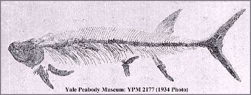 xiphyala.jpg (21240 bytes)