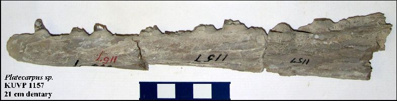 KUVP 1157a.jpg (31398 bytes)