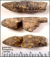 KUVP 5012a.jpg (14278 bytes)
