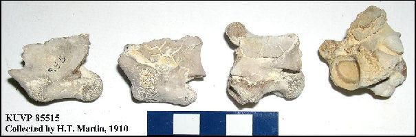 KUVP 85515a.jpg (29284 bytes)