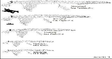 MosaSizesa.jpg (17670 bytes)