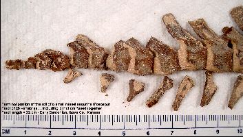 MosaTail2a.jpg (24747 bytes)