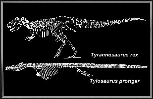 Tylo_T-rexa.jpg (15065 bytes)