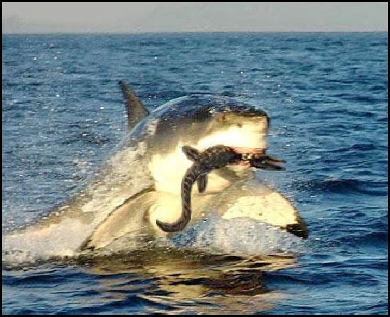 pictures of mosasaurs