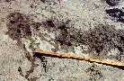 bones-a.jpg (4621 bytes)