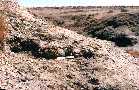 cd95-01a.jpg (5018 bytes)