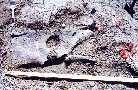 cd95-07a.jpg (5665 bytes)