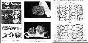 ptydoc2a.jpg (5602 bytes)